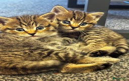 Mixed Breed cats for sale: Boy❤️ - Image 1