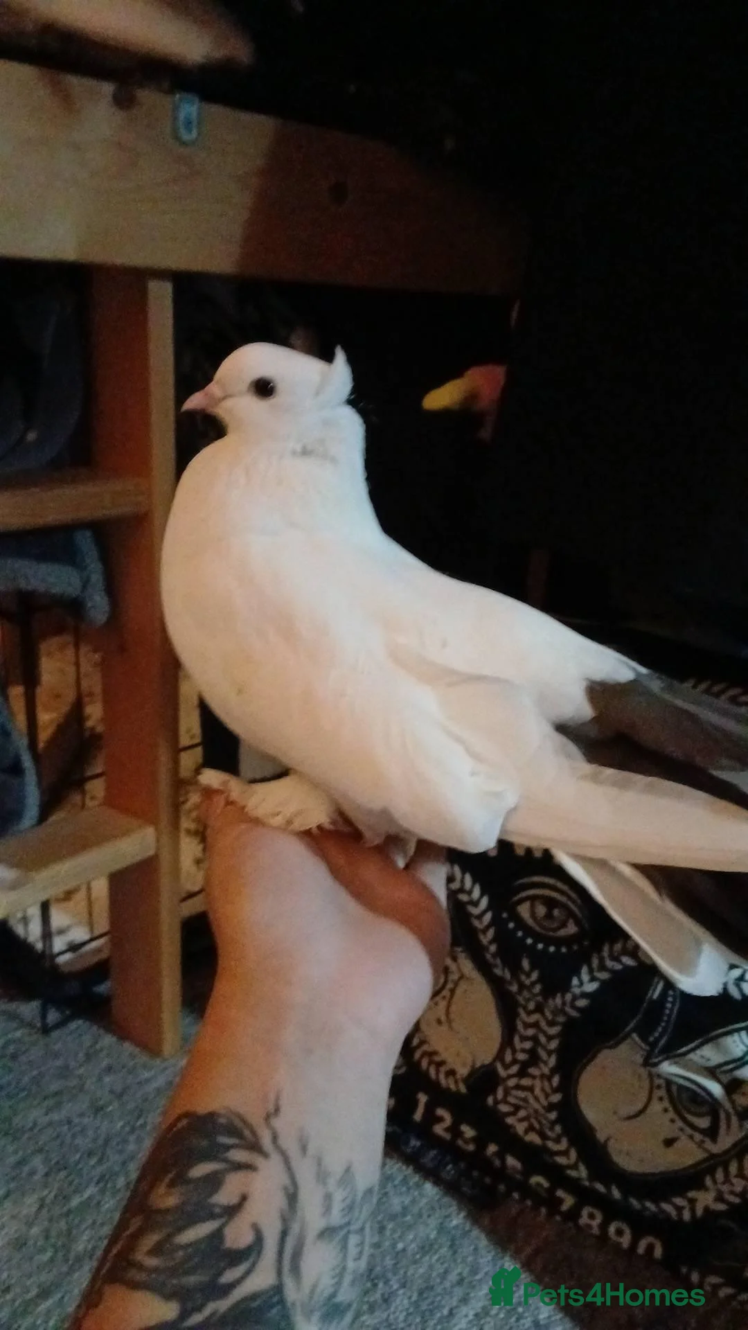 Pigeons birds for sale: Fantail Pigeons For Rehome/Sale in Portsmouth - Advert 4