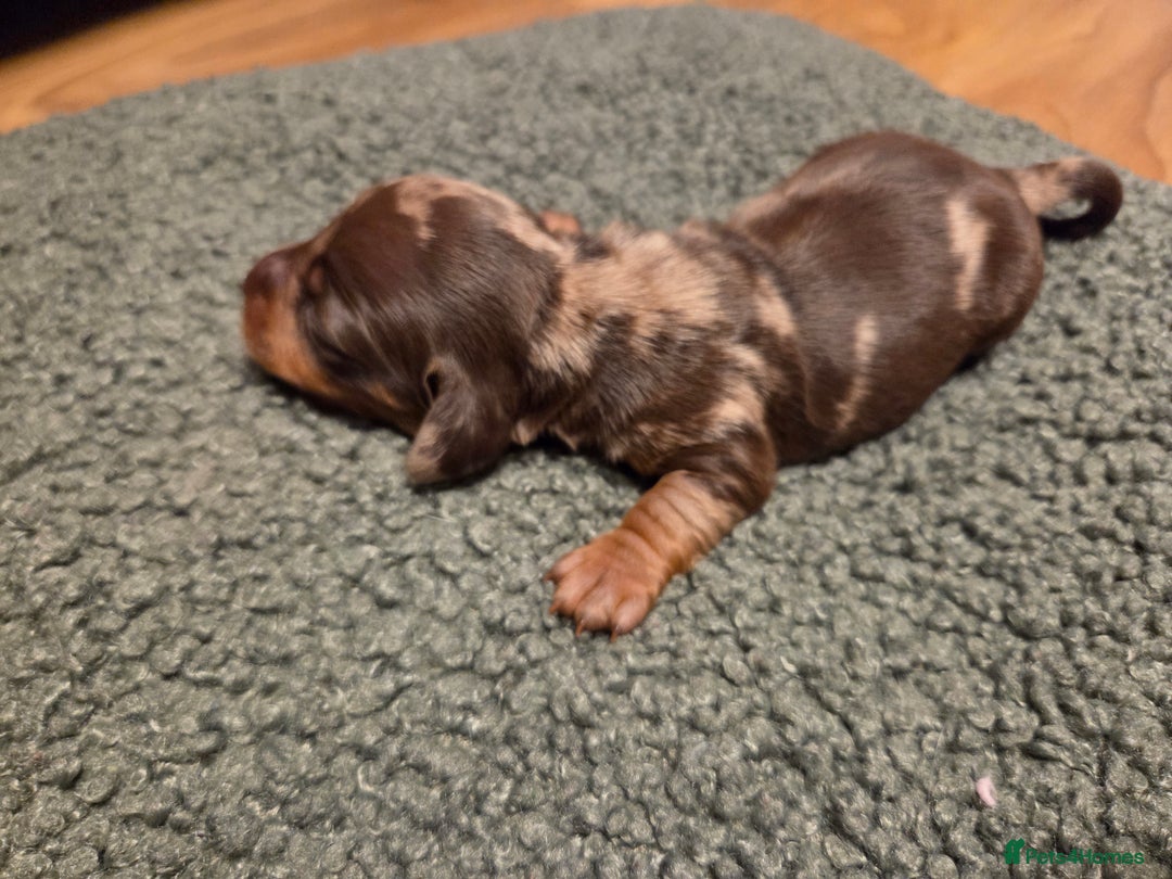 Miniature Dachshund dogs for sale:  Precious Miniature Dachshund Puppies   - Advert 9