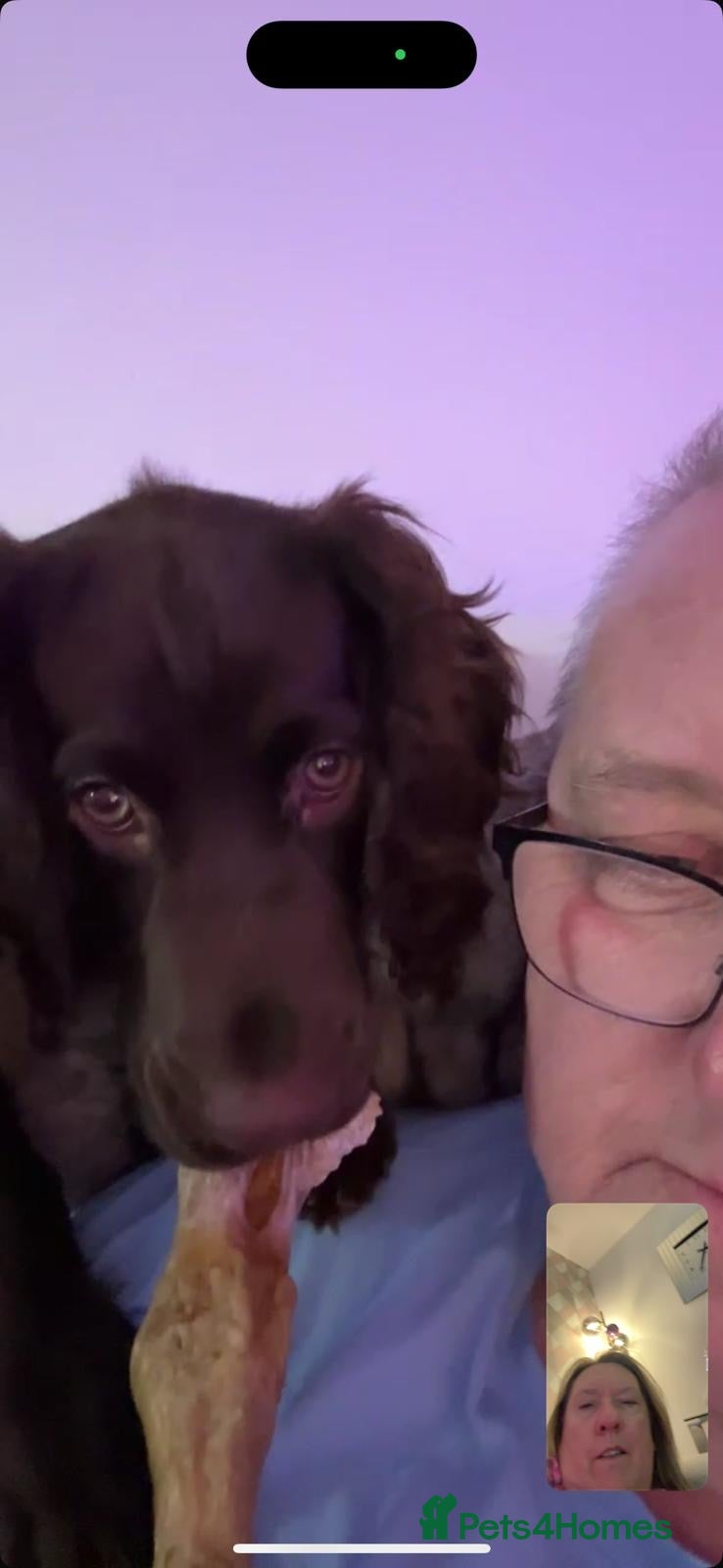 Cocker Spaniel dogs Barns  - Advert 8