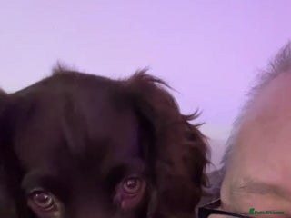 Cocker Spaniel dogs Barns - Advert 8