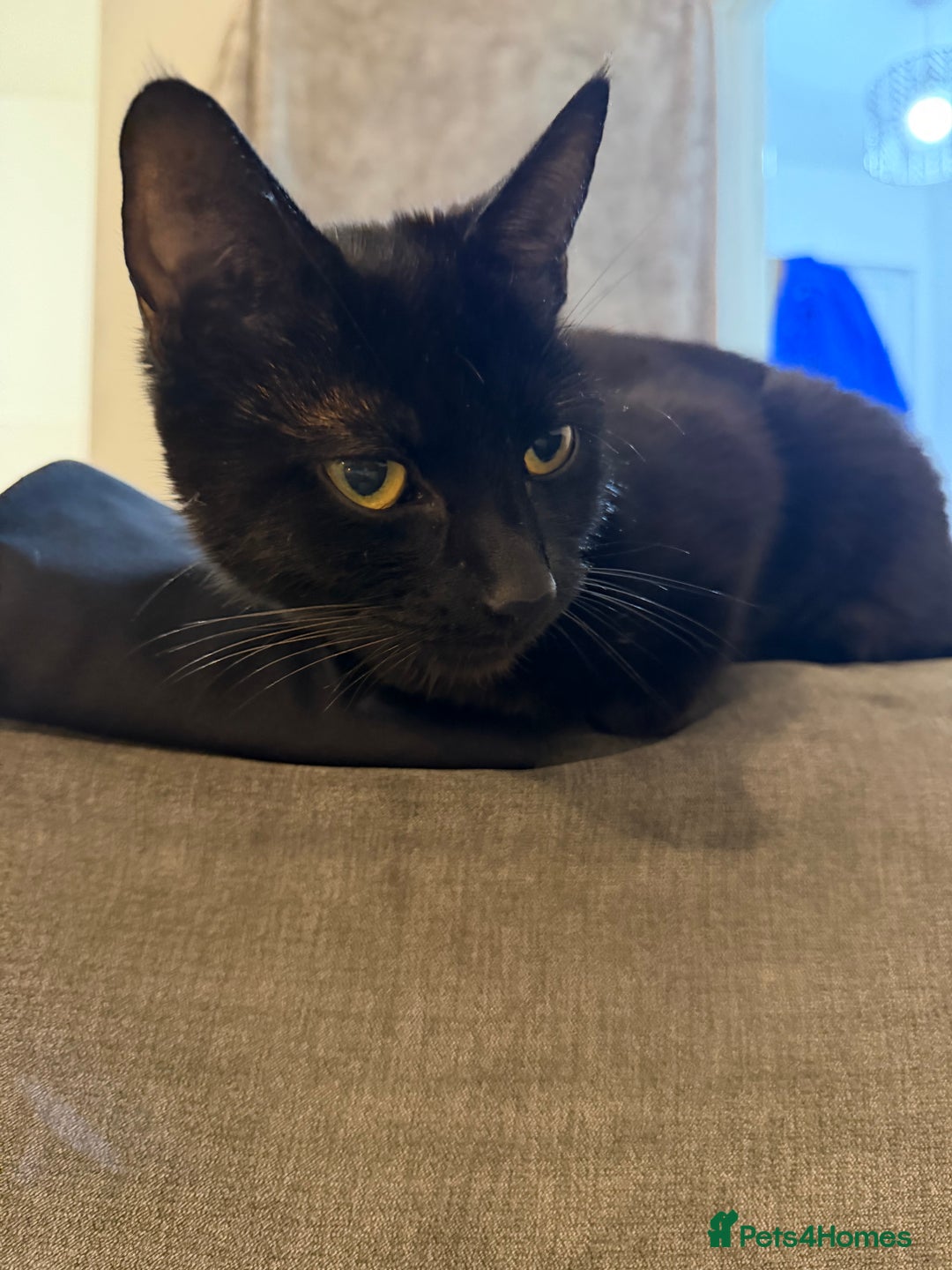 Mixed Breed cats for sale: Cat for rehoming  - Advert 3