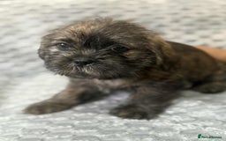 Shih Tzu dogs for sale: 5 Adorable Shih Tzu Pups - Image 2