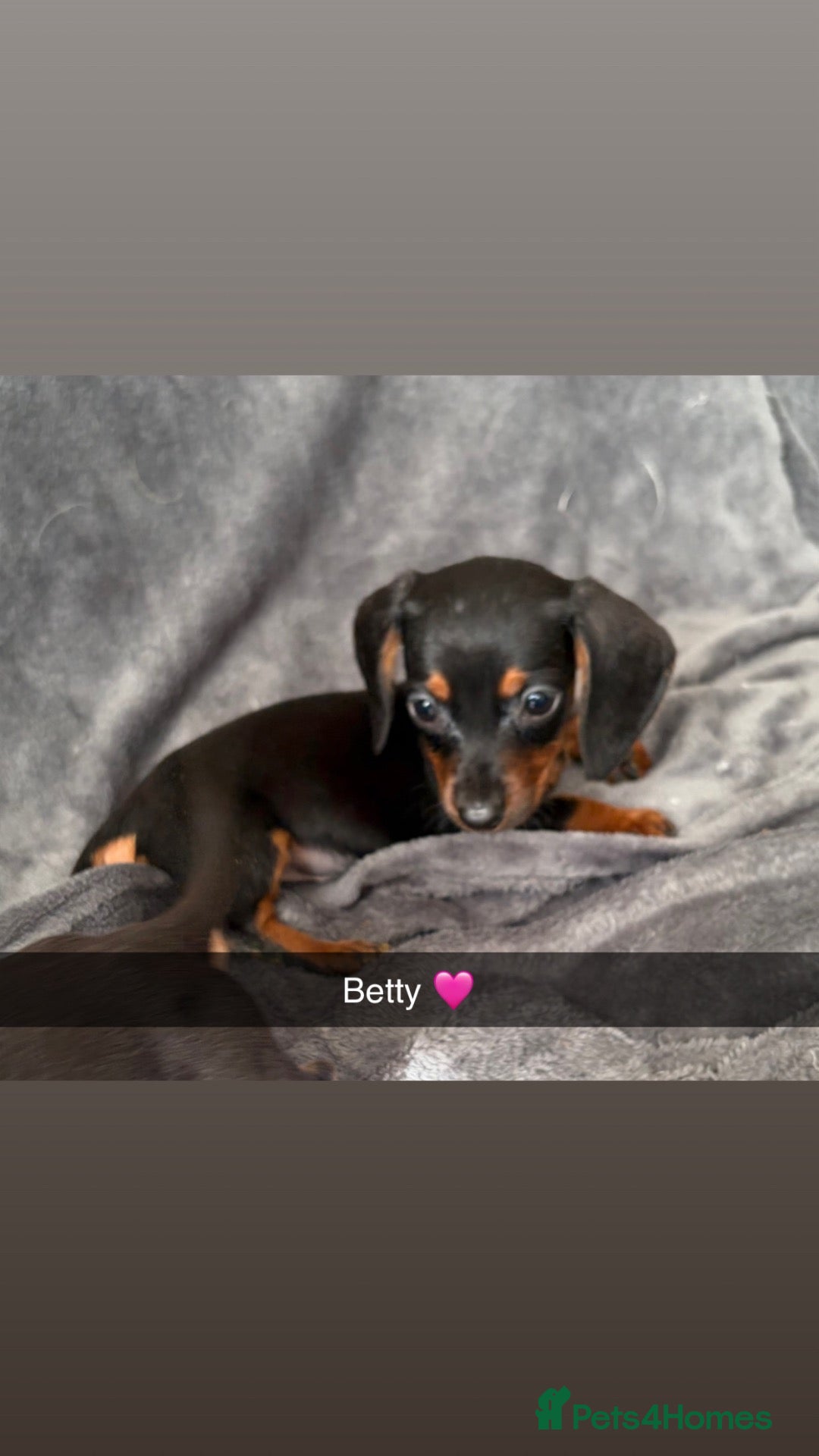 Miniature Dachshund dogs READY TO GO 🐾 KC Miniature Dachshund Puppies 🐾 - Advert 4