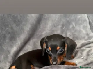 Miniature Dachshund dogs READY TO GO 🐾 KC Miniature Dachshund Puppies 🐾 - Advert 4