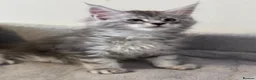 Maine Coon cats for sale: Wonderful Maine Coon kittens from titled  parents - Advert 8