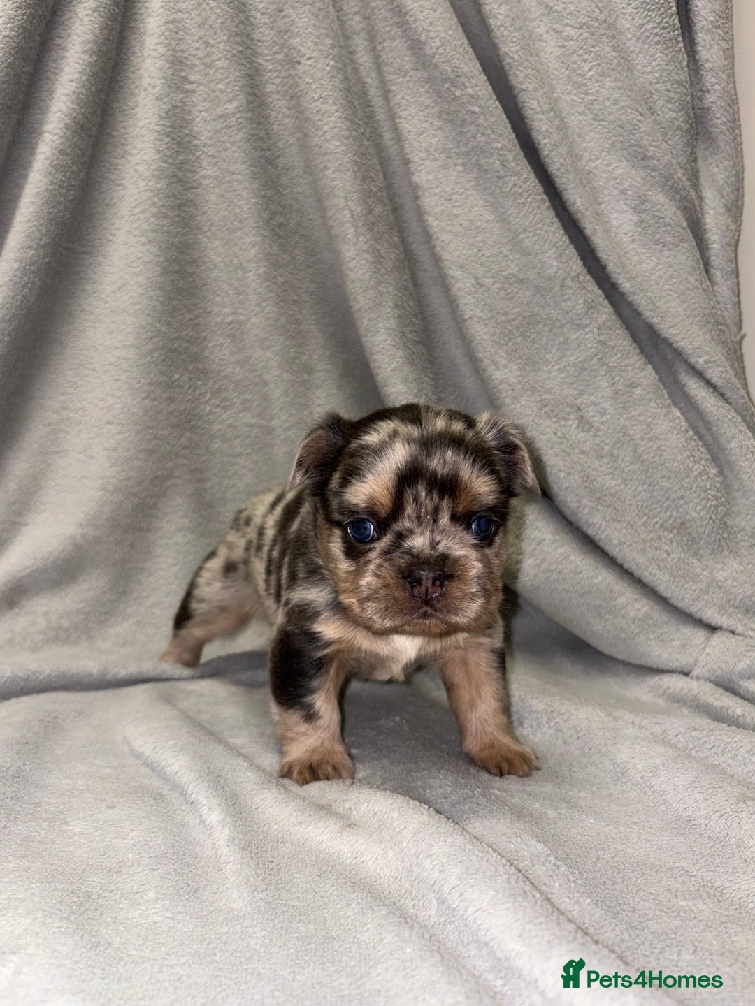 French Bulldog dogs for sale: 💯Quality 🇫🇷Fluffy french bulldogs for sale 🐶💙 - Advert 3