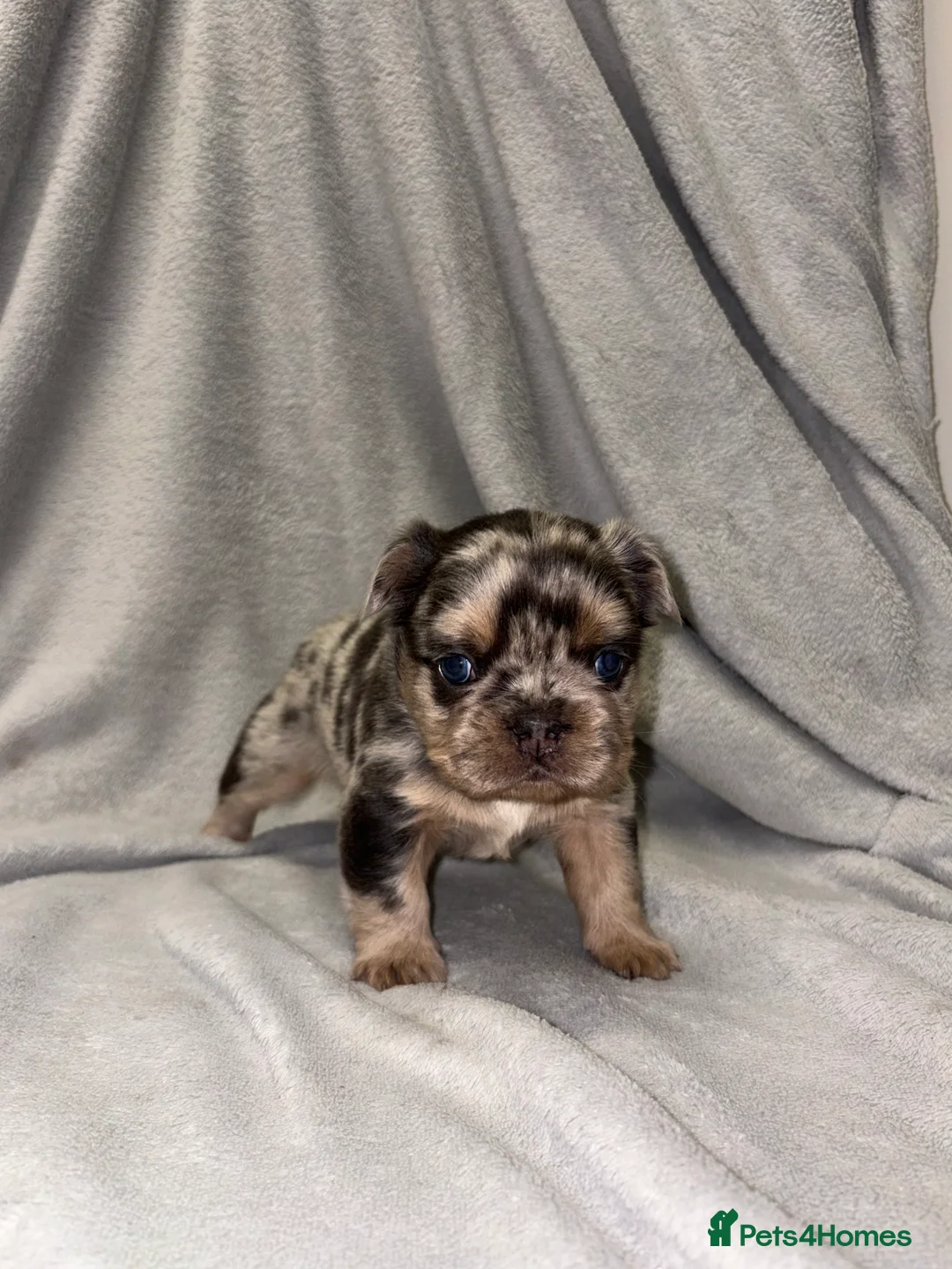 French Bulldog dogs for sale:  2 left 🇫🇷Fluffy french bulldog  - Advert 22