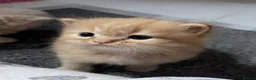 Mixed Breed cats for sale: Beautiful Persian cross kittens  - Advert 4