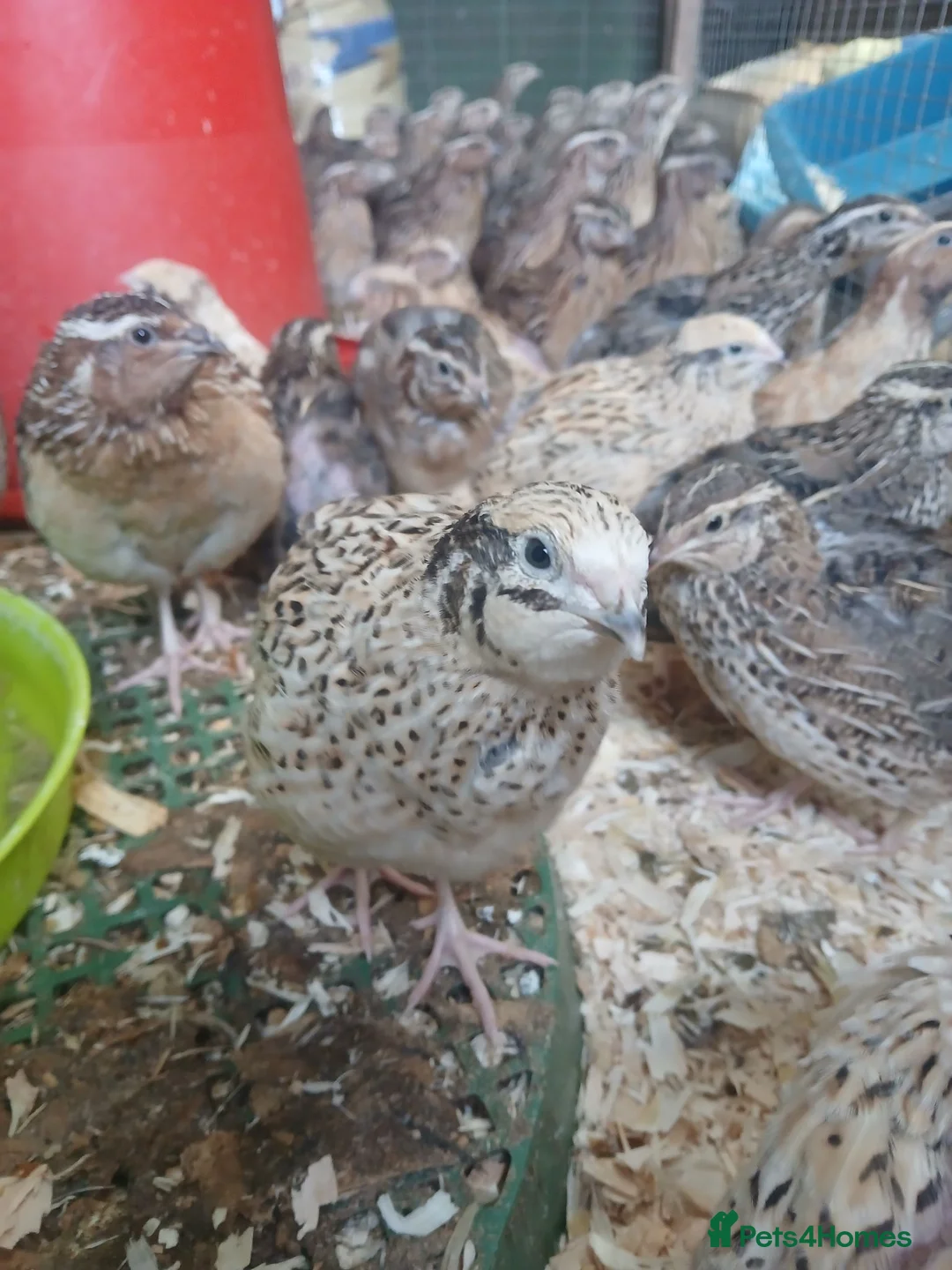 Quail poultry for sale: Pol quail - Advert 1
