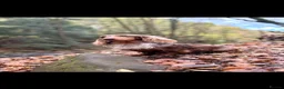 Miniature Dachshund dogs for sale: Long haired miniature dachshund girls - Advert 13