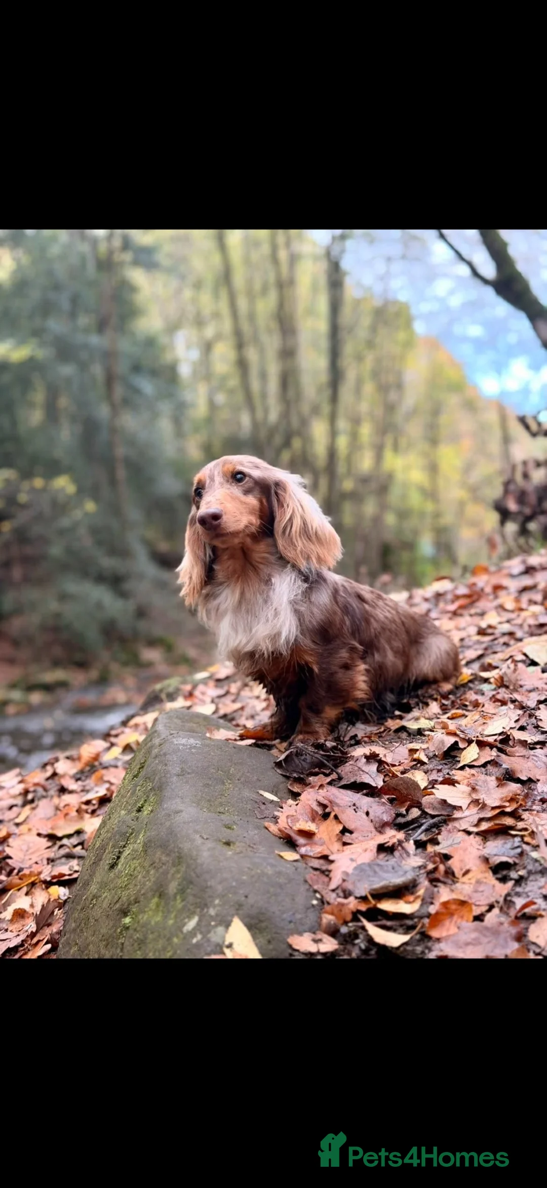 Miniature Dachshund dogs for sale: Long haired miniature dachshund girls - Advert 13