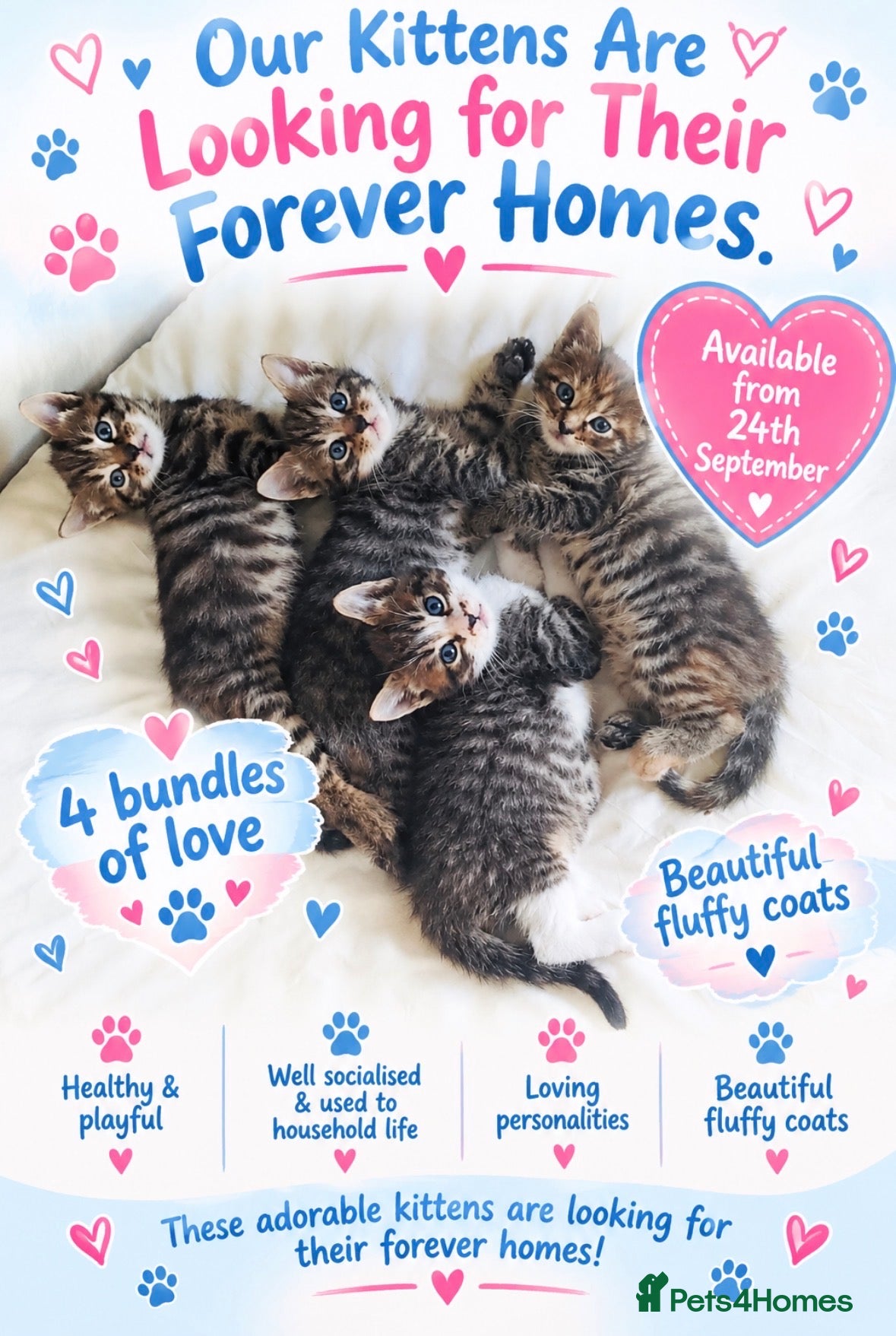 Siberian cats X4 fluffy Siberian x tabby kittens  - Advert 17