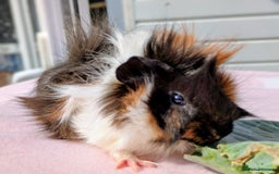 Guinea Pig rodents for sale:  2 male guinea pigs. 50.00 for pair  - Image 5