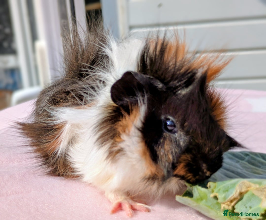 Guinea Pig rodents for sale:  2 male guinea pigs. 50.00 for pair  - Image 5