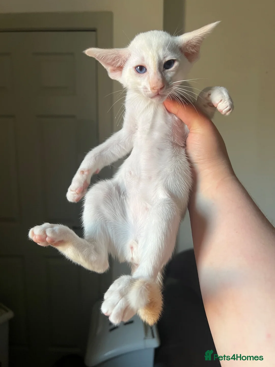 Siamese cats for sale: GCCF Red pointed bi colour - can be ACTIVE REG - Advert 1