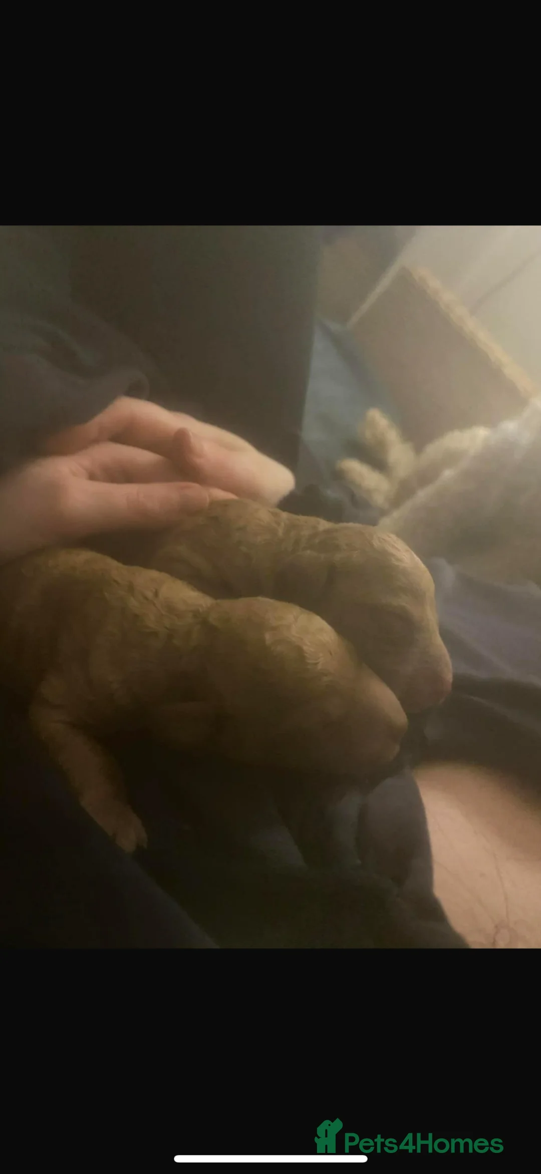 Standard Poodle dogs for sale: Standard poodle puppies  - Advert 2