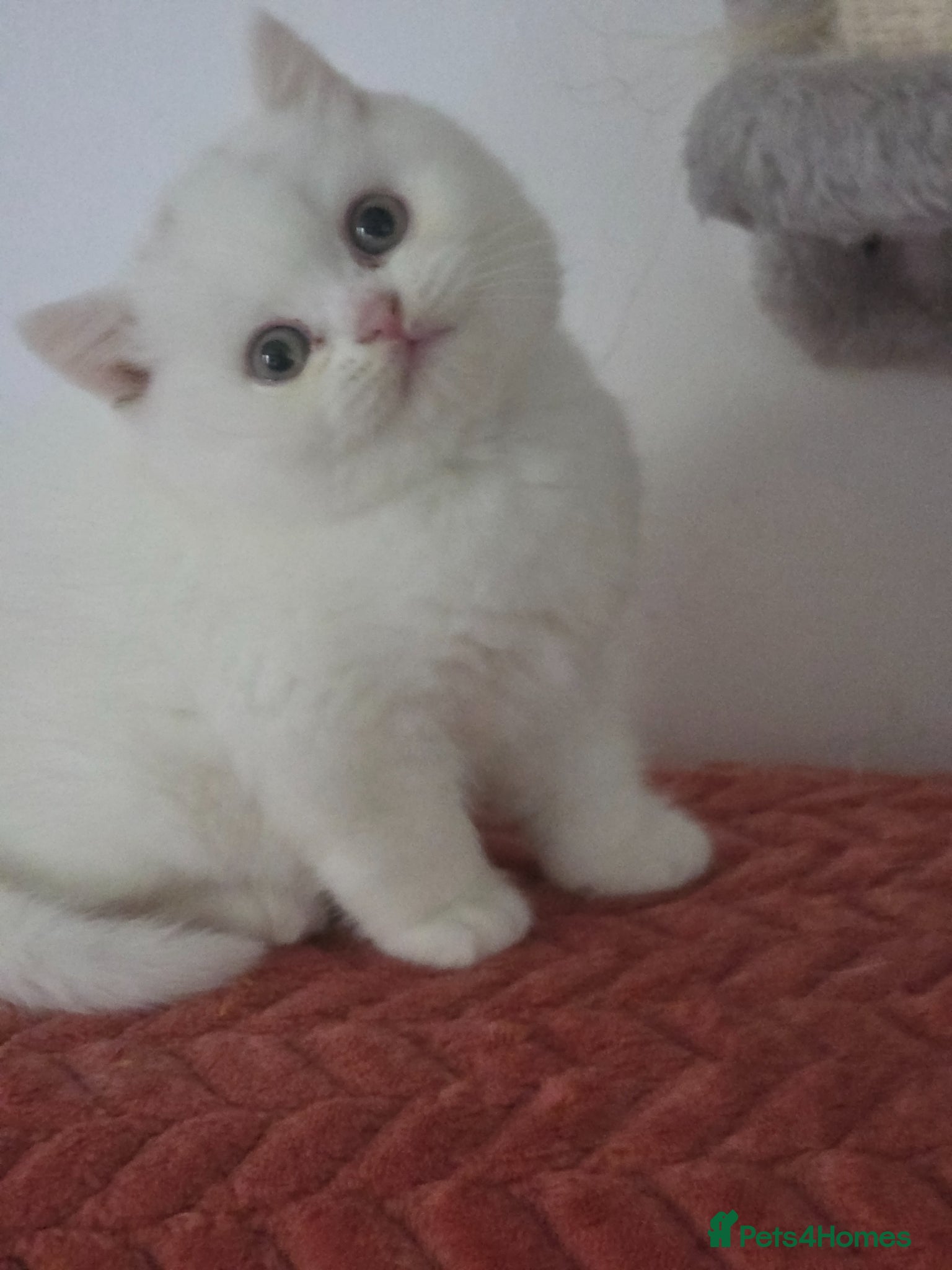 British Shorthair cats  British Shorthair Kittens – TICA Registered  - Advert 16