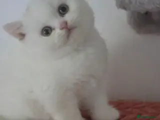 British Shorthair cats British Shorthair Kittens – TICA Registered - Advert 16