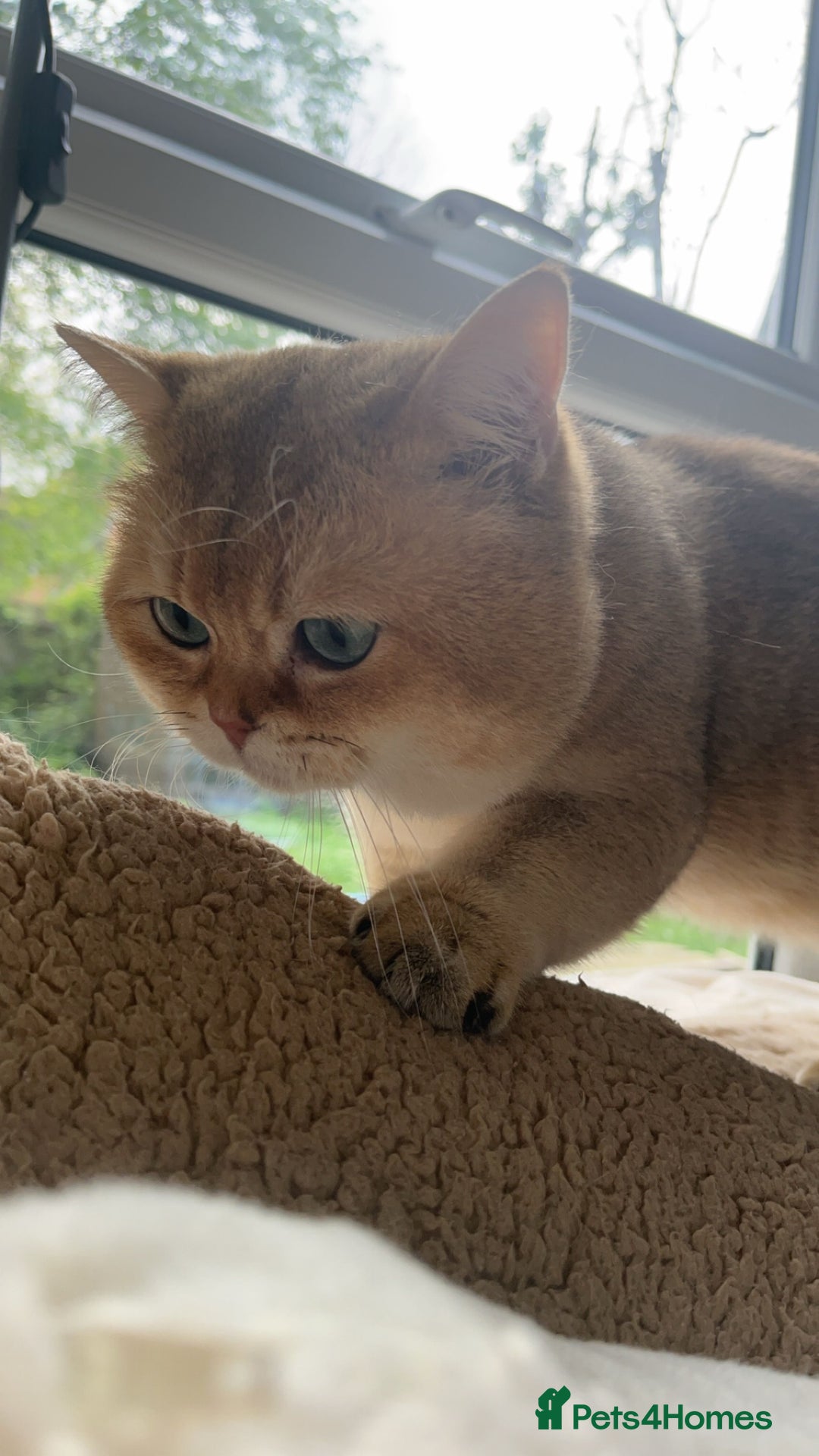 British Shorthair cats for stud: PLEASE READ! Golden BSH with Championship lines in London - Advert 3