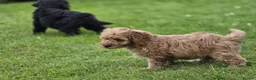 Cockapoo dogs for sale: Cockapoo Pups - Fully Health Tested and vaccinated in Wigton - Advert 15