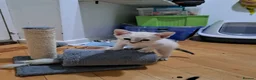 Siamese cats for sale: Siamese mix in Bedford - Advert 11