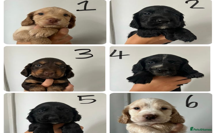 Cocker Spaniel dogs - Advert 9