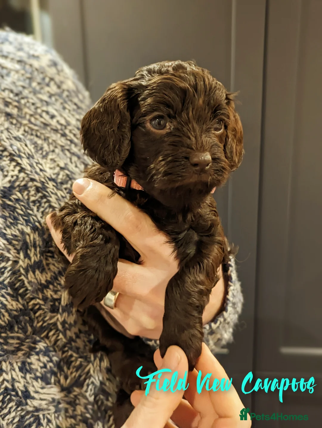 Miniature Poodle dogs for stud: Imported Brown Miniature Poodle & Cavalier Studs in Sutton Coldfield - Advert 24