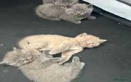 British Shorthair cats for sale: British shorthair kittens  - Image 2