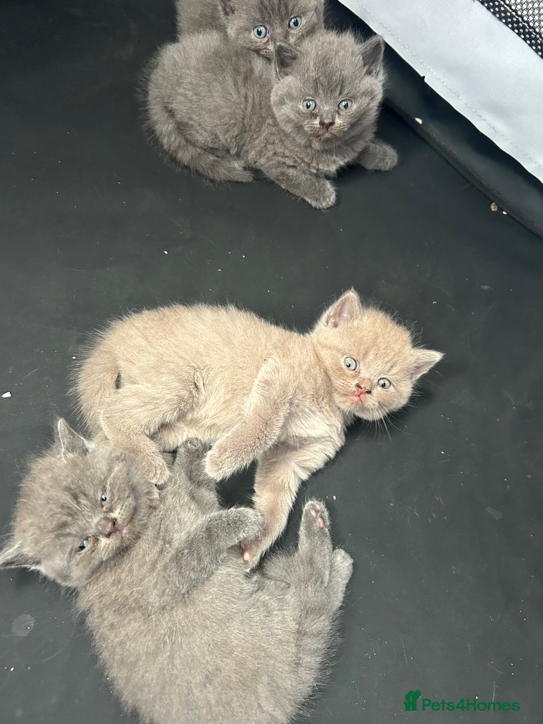 British Shorthair cats for sale: British shorthair kittens  - Image 2