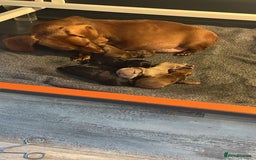 Dachshund dogs for sale: READY NOW  MINIATURE KC REG PRA CLR - Image 7