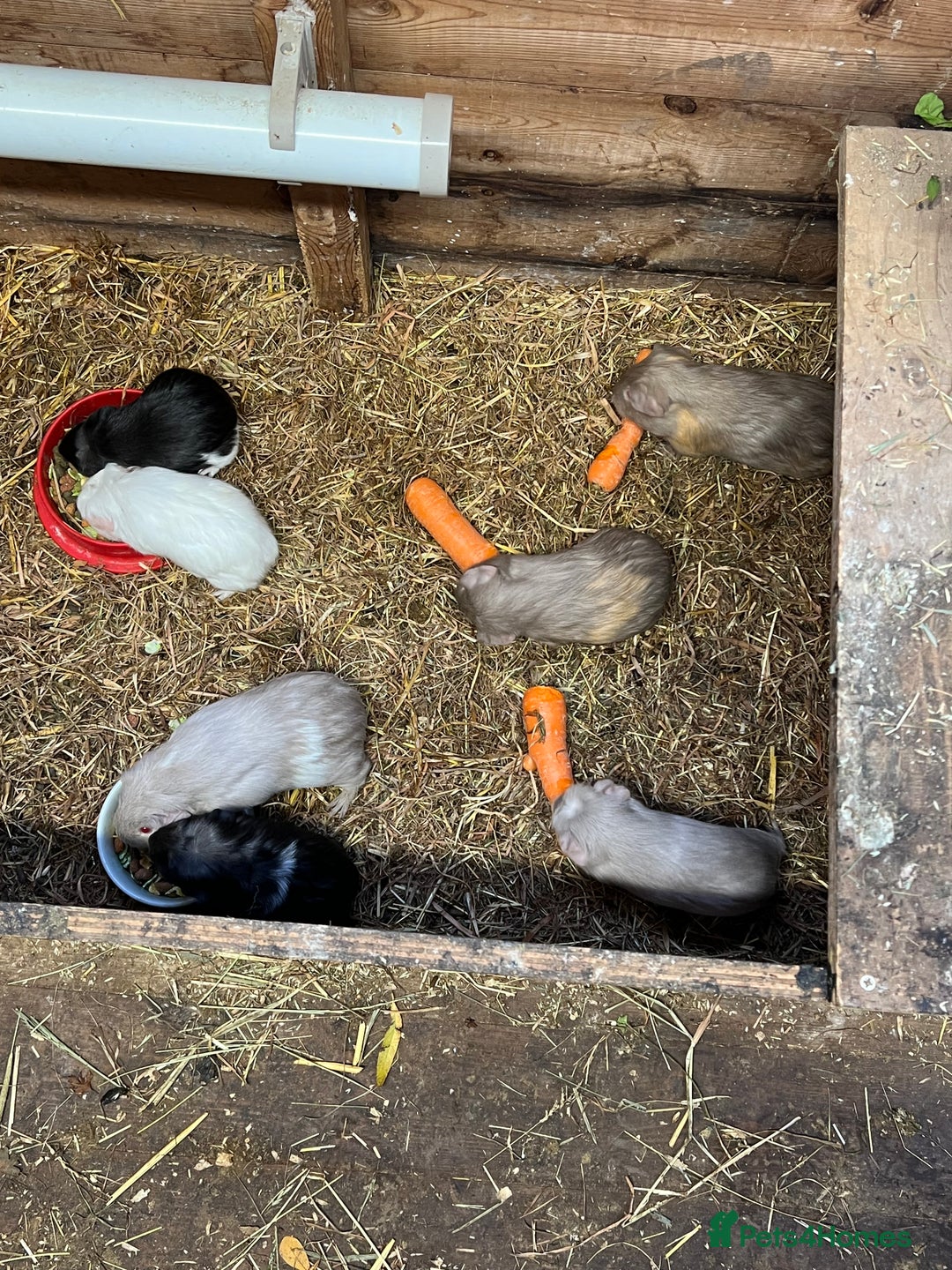 Guinea Pig rodents for sale: Baby guinea pigs - Image 5