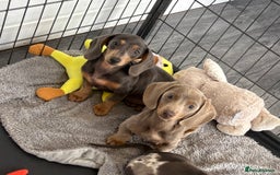 Miniature Dachshund dogs for sale: Mini Dachshund puppies for sale  - Image 1