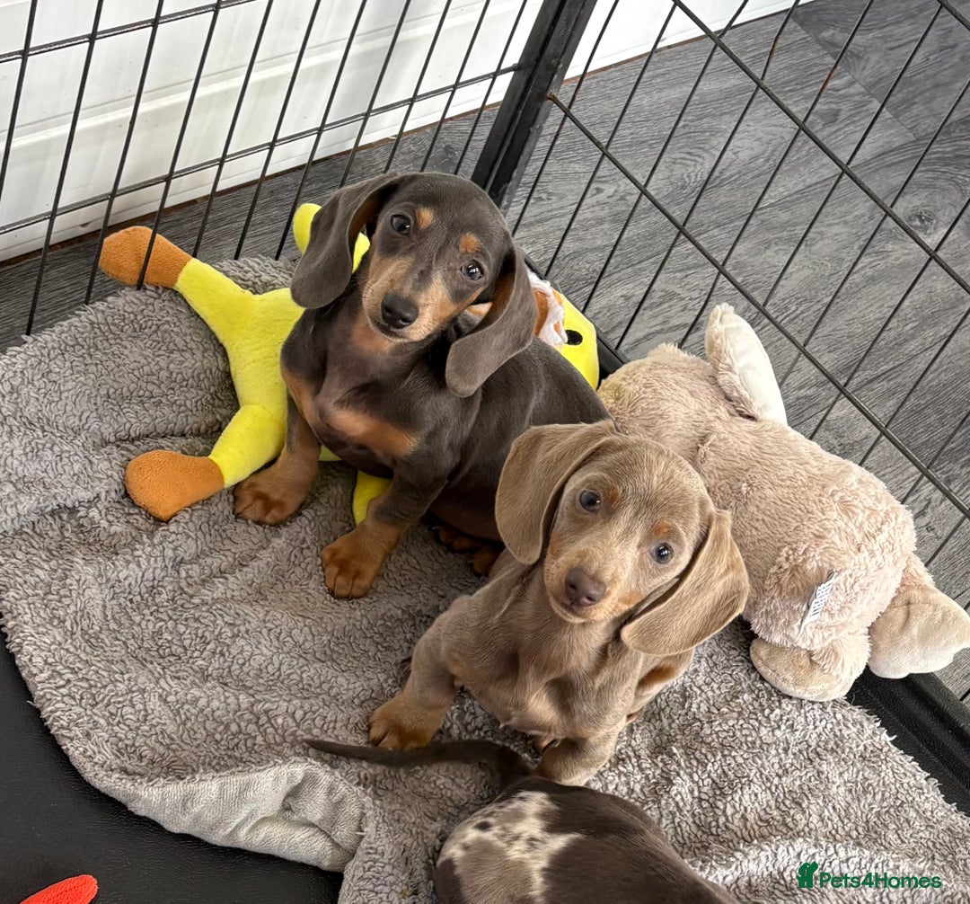Miniature Dachshund dogs for sale: Mini Dachshund puppies for sale  - Image 1