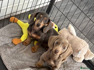 Miniature Dachshund dogs - Advert 20