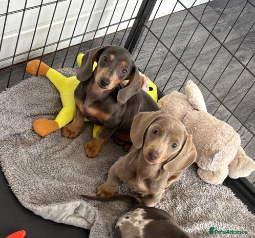 Miniature Dachshund dogs - Advert 6