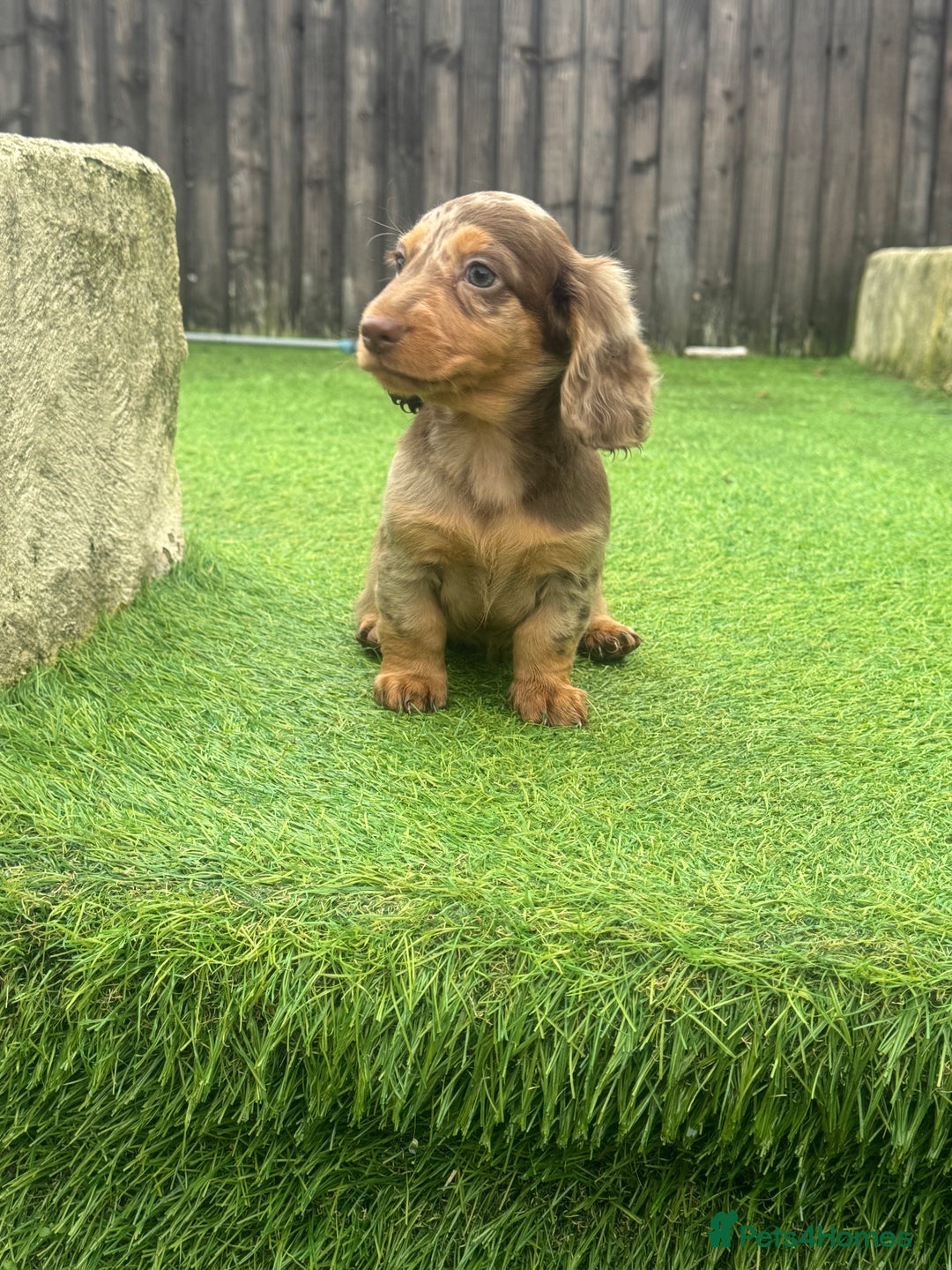 Miniature Dachshund dogs for sale: Beautiful long hair miniature dachshunds ready  - Advert 7