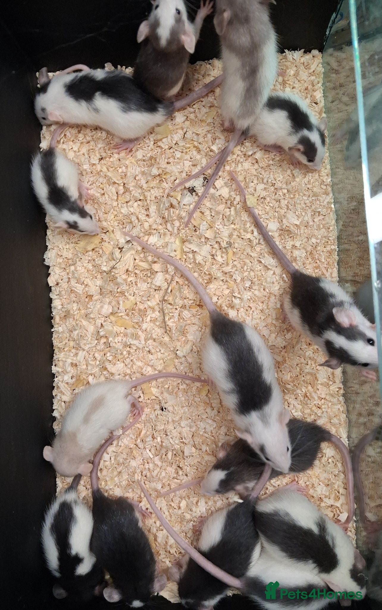 Rat rodents for sale: Baby Dumbo Rat's available, Males & Females  - Advert 2