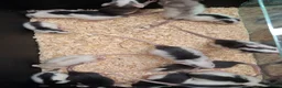 Rat rodents for sale: Baby Dumbo Rat's available, Males & Females  - Advert 1