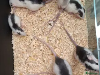 Rat rodents for sale: Baby Dumbo Rat's available, Males & Females - Advert 2