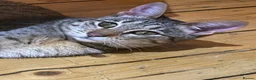 Savannah cats for sale: PDGREE BROWN SPOT  LOVIN SAVANNAH GIRL F5SBT - Advert 6