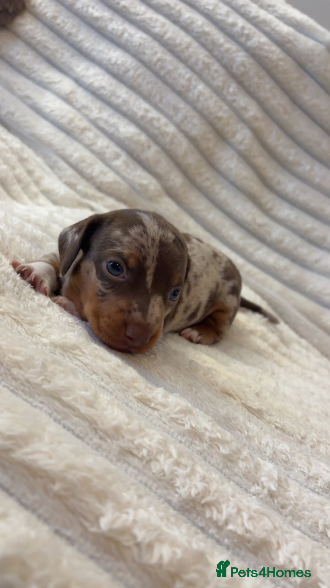 Miniature Dachshund dogs for sale: Dachshund puppy’s forsale  - Image 8