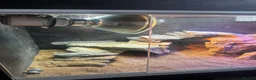 Bearded Dragon reptiles for sale: Bearded dragon + full vivarium setup + storage in Worthing - Advert 5