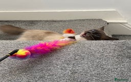 Ragdoll cats for sale: Super affectionate male ragdoll house cat - Advert 10