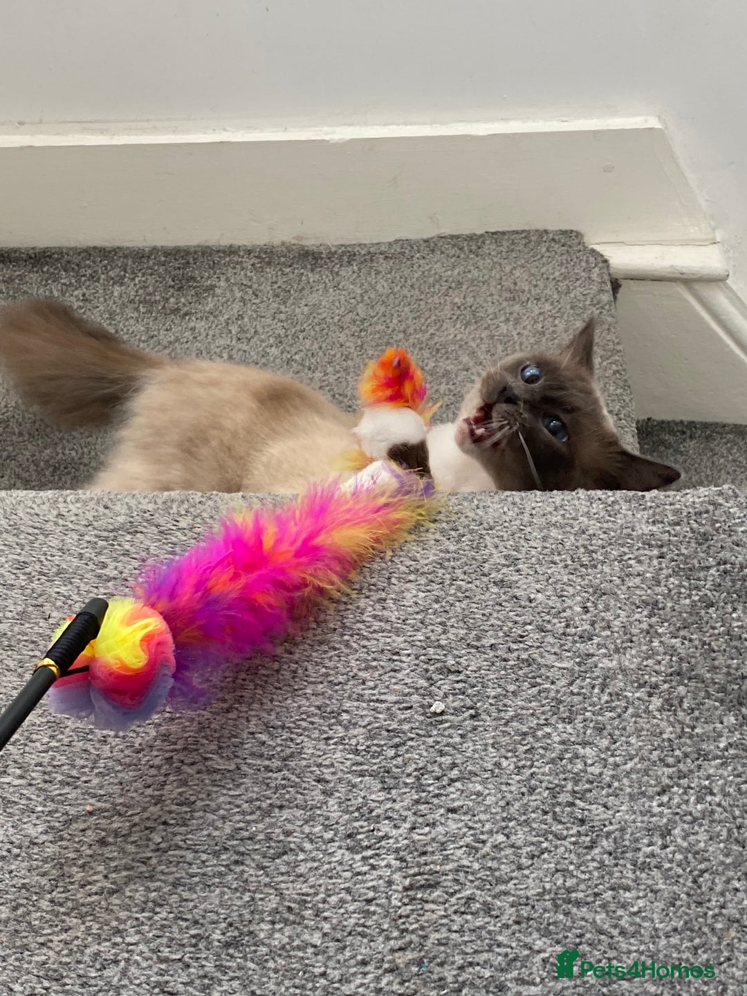 Ragdoll cats for sale: Super affectionate male ragdoll house cat - Advert 10
