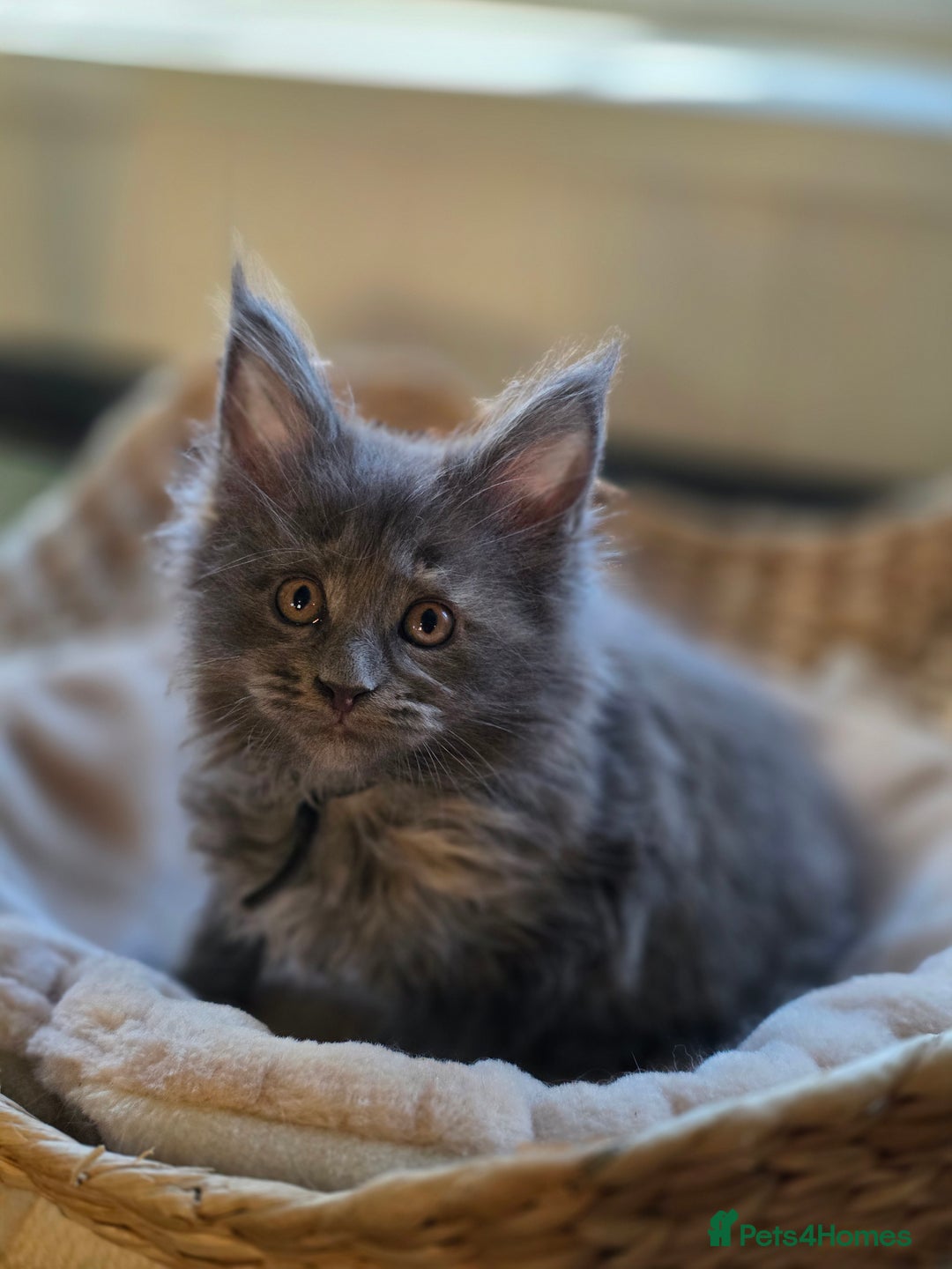 Maine Coon cats for sale: Two beautiful blue smoked mainecoon girls 4 sale  - Image 9