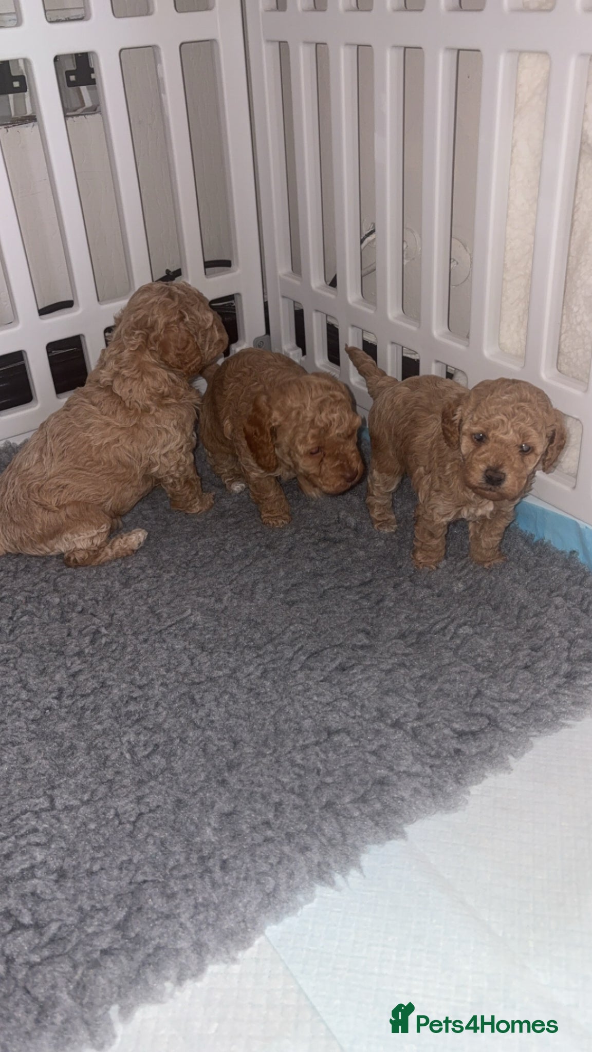 Cavapoo dogs Cavapoo pups only 1boy 1girl left  - Advert 18