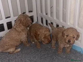 Cavapoo dogs Cavapoo pups only 1boy 1girl left - Advert 18