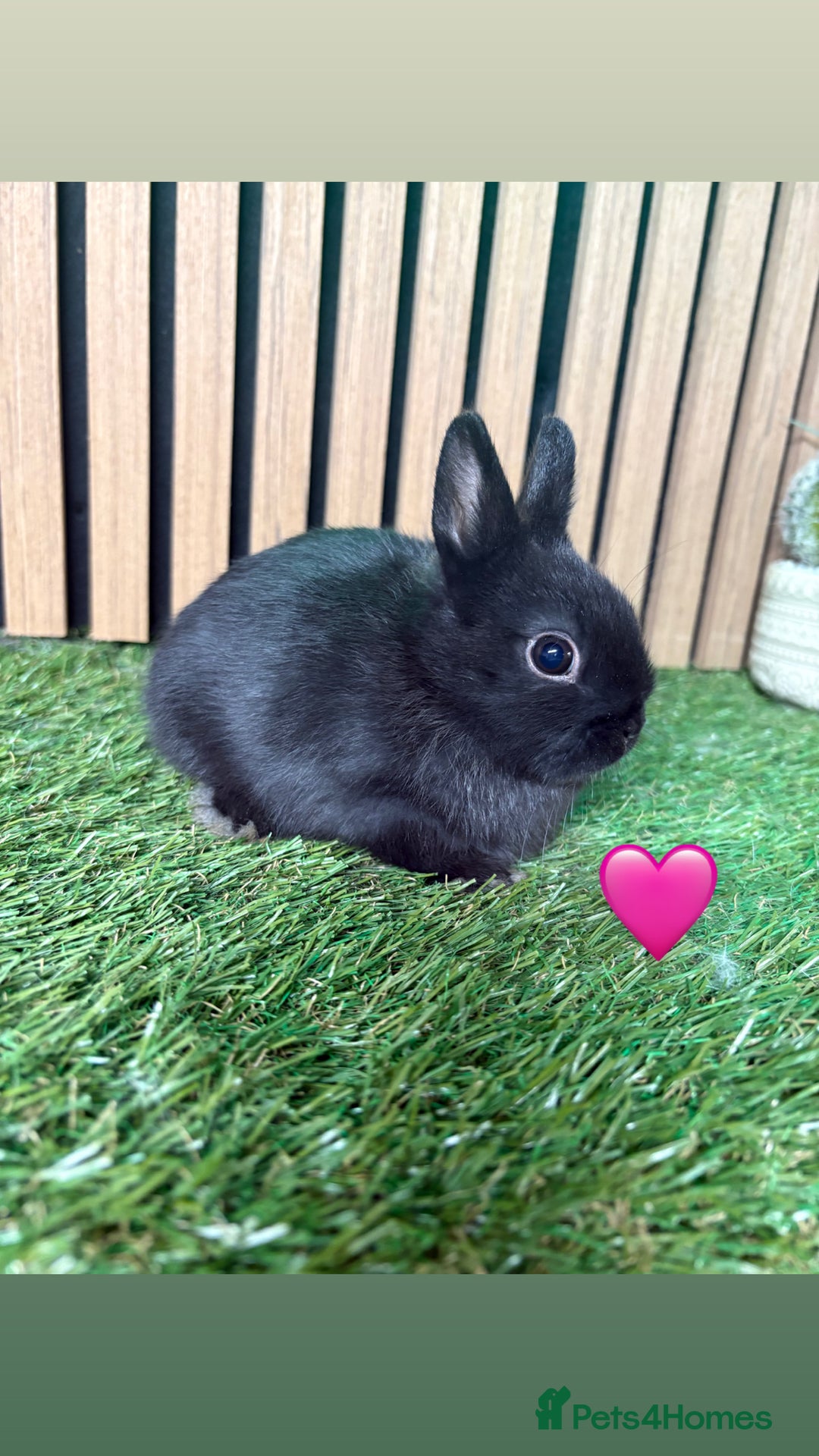 Netherland Dwarf rabbits for sale: 3 Black self Netherland Dwarf babies for sale - Advert 6