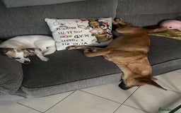 Mixed Breed dogs for adoption: Maria seeking forever home  - Image 3